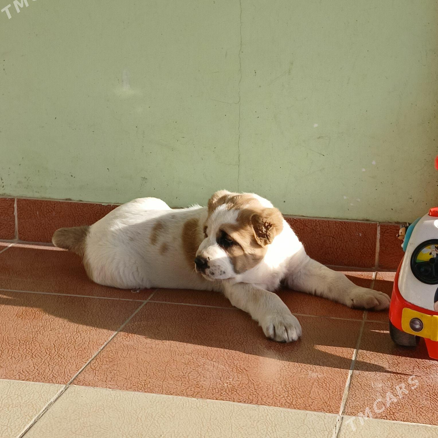 it - Ашхабад - img 4