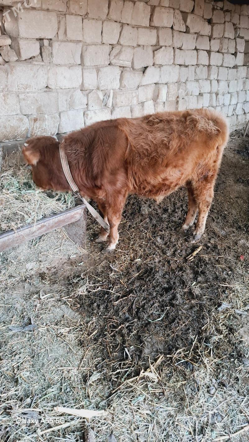 Öküz - Wekilbazar - img 3