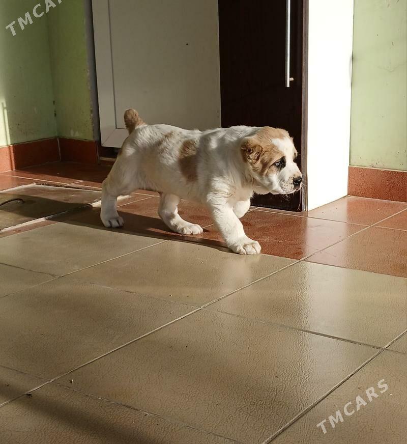 it - Ашхабад - img 3