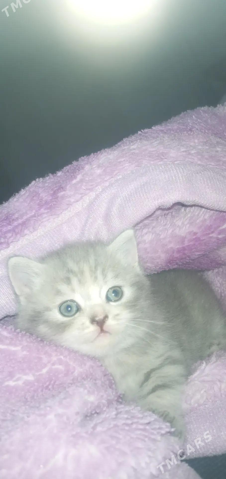 Şotland pişikler! - Дашогуз - img 6