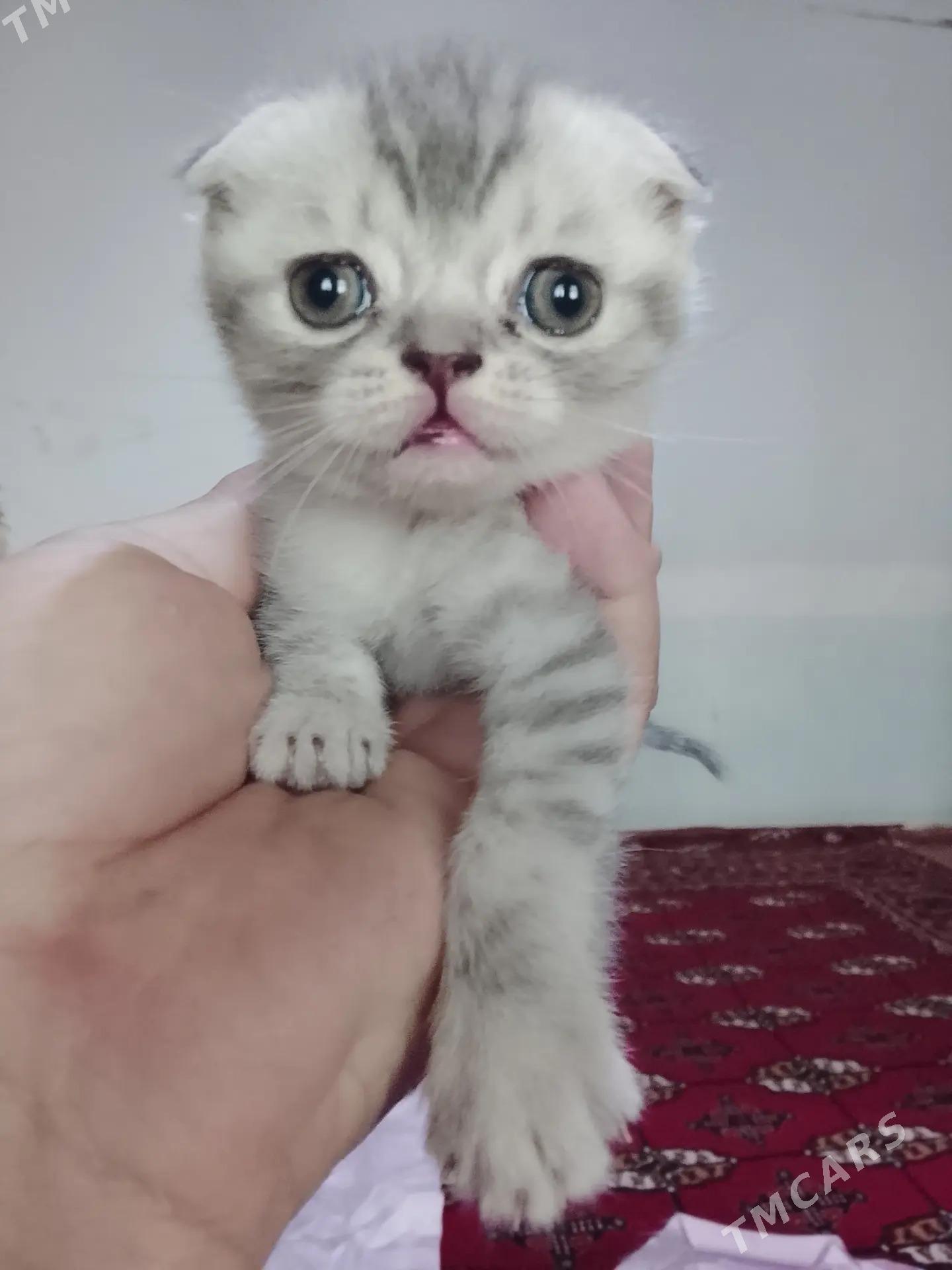 Şotland pişikler! - Дашогуз - img 2