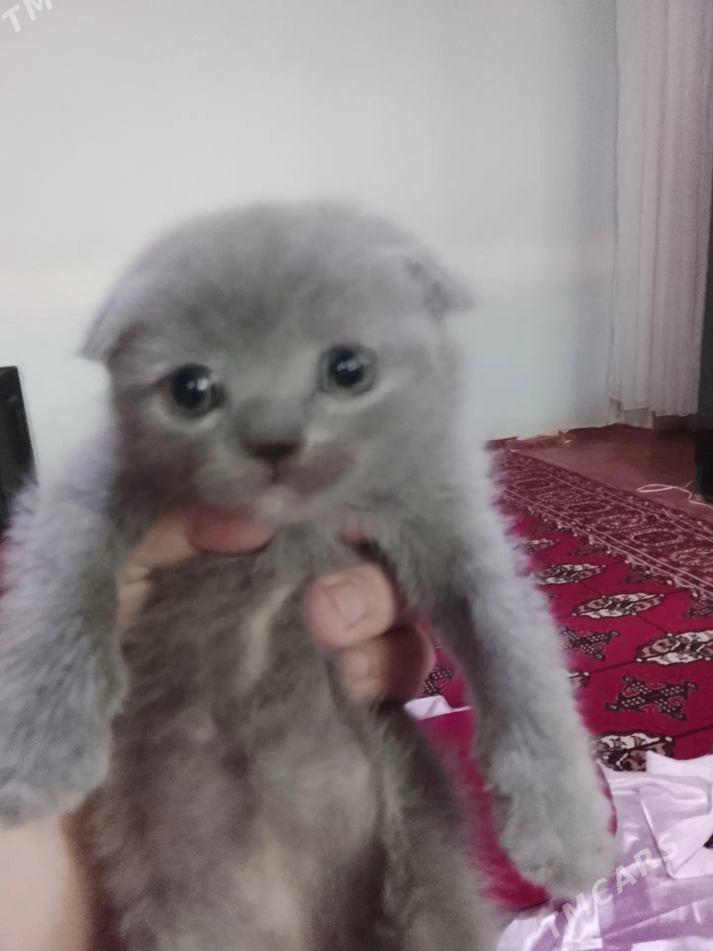 Şotland pişikler! - Дашогуз - img 4