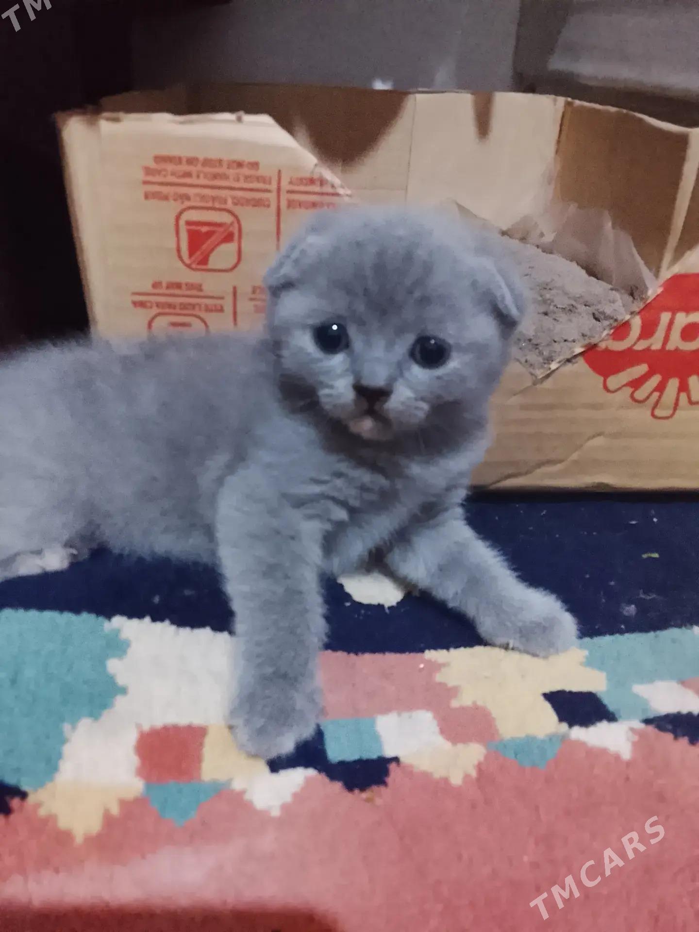 Şotland pişikler! - Дашогуз - img 5