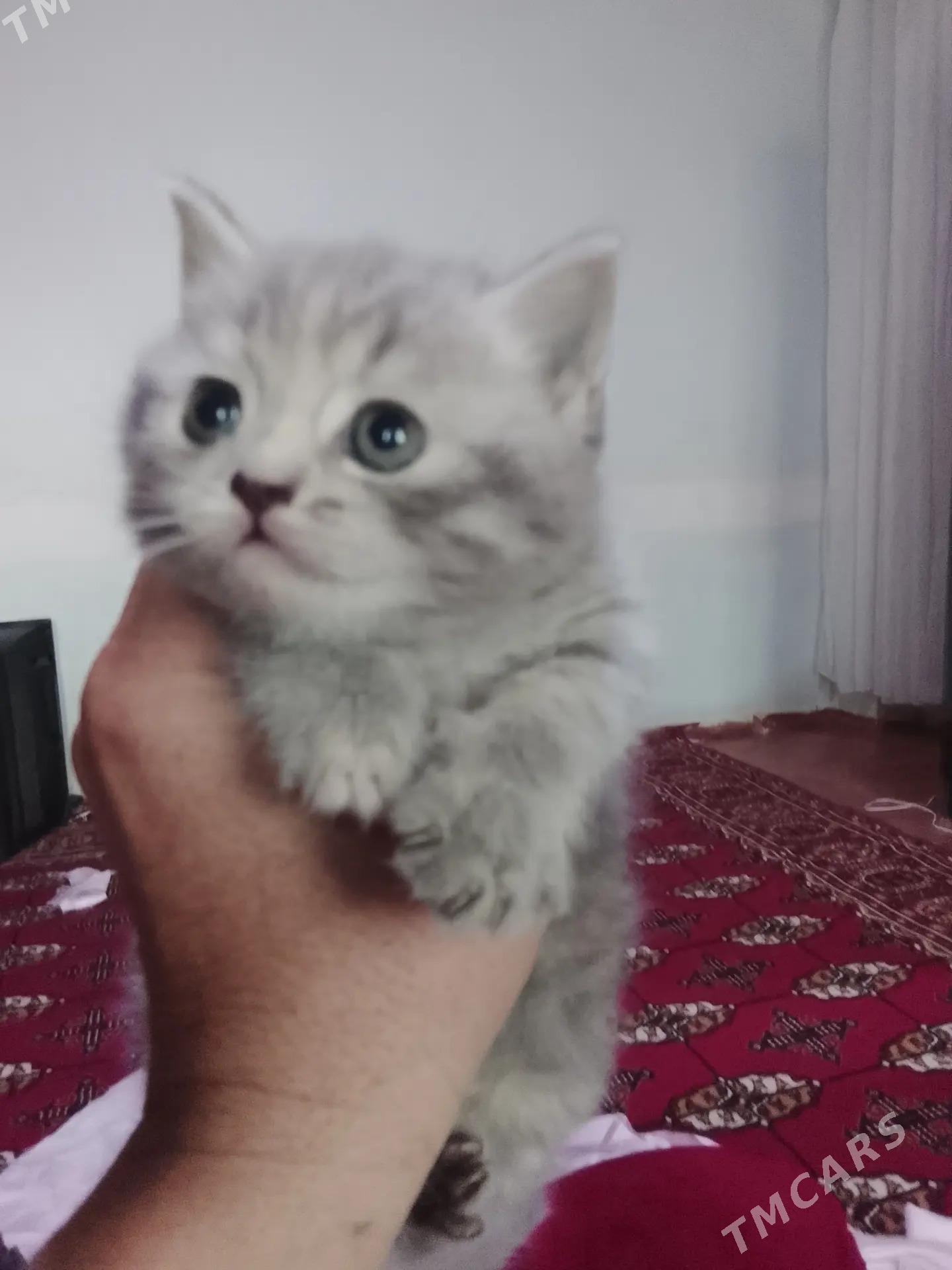 Şotland pişikler! - Дашогуз - img 3