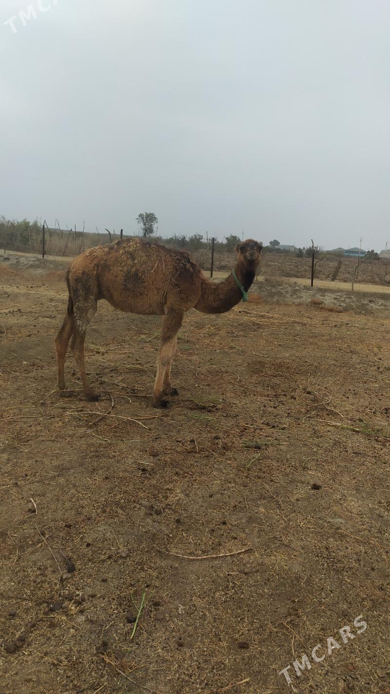 Ogsuk - Etrek - img 2