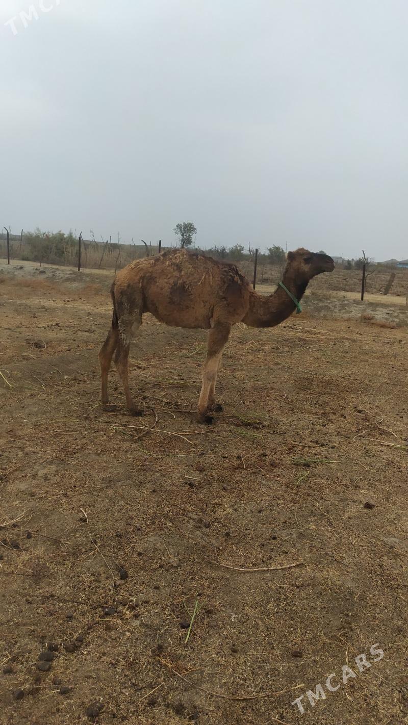 Ogsuk - Etrek - img 3