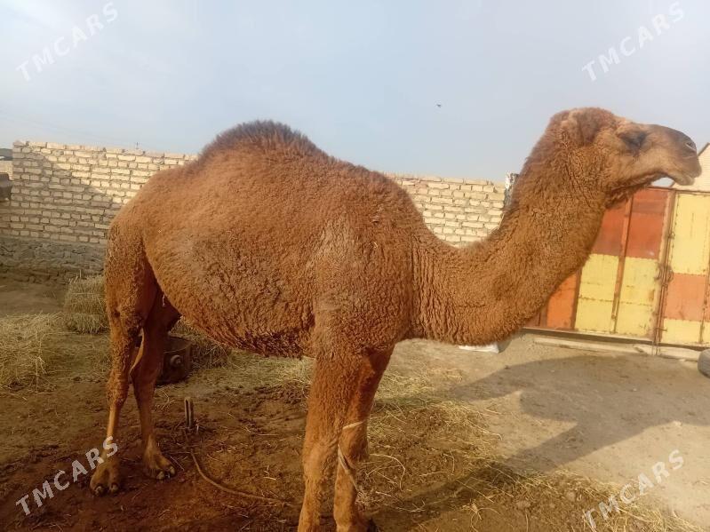 duye - Bereket - img 2