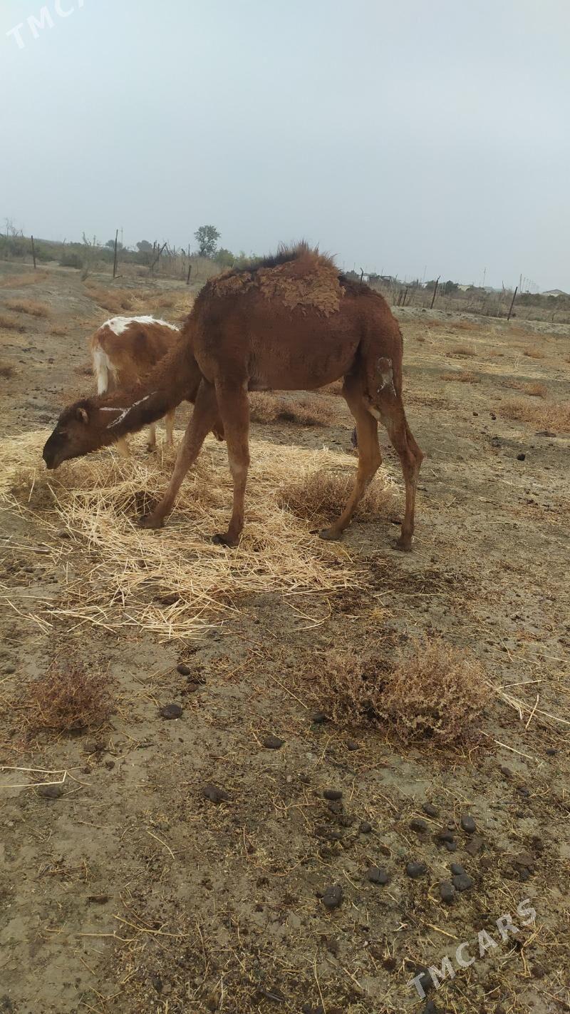 Ogsuk - Etrek - img 4