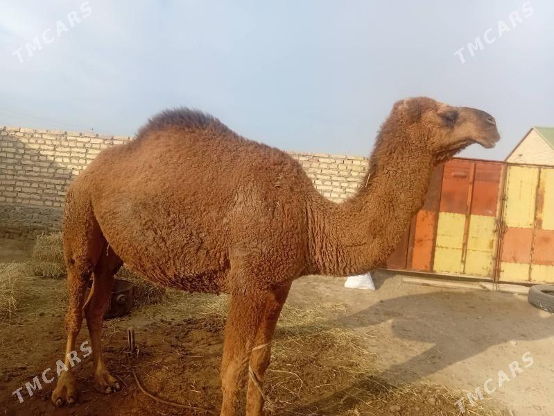 duye - Bereket - img 3