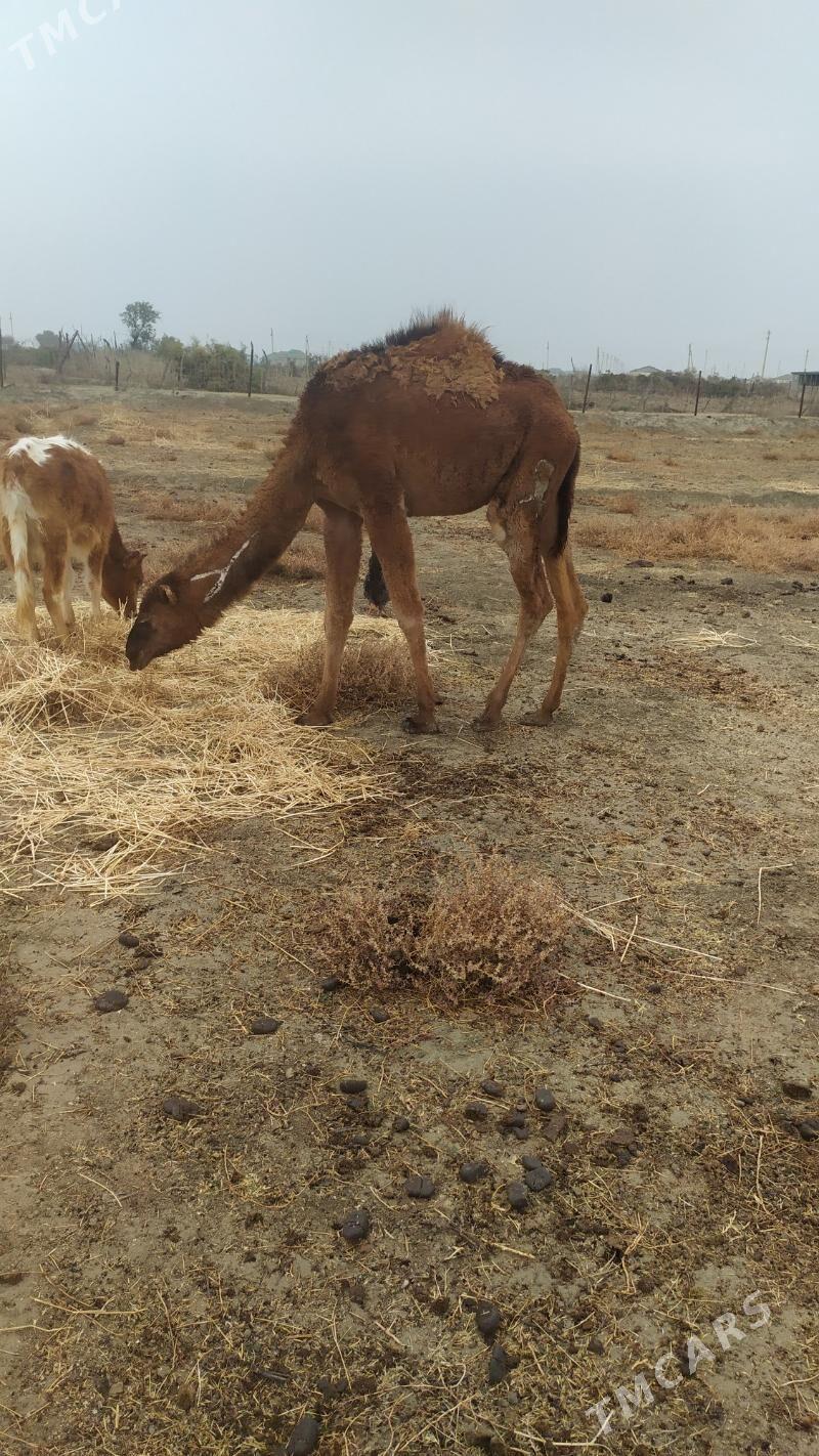 Ogsuk - Etrek - img 5