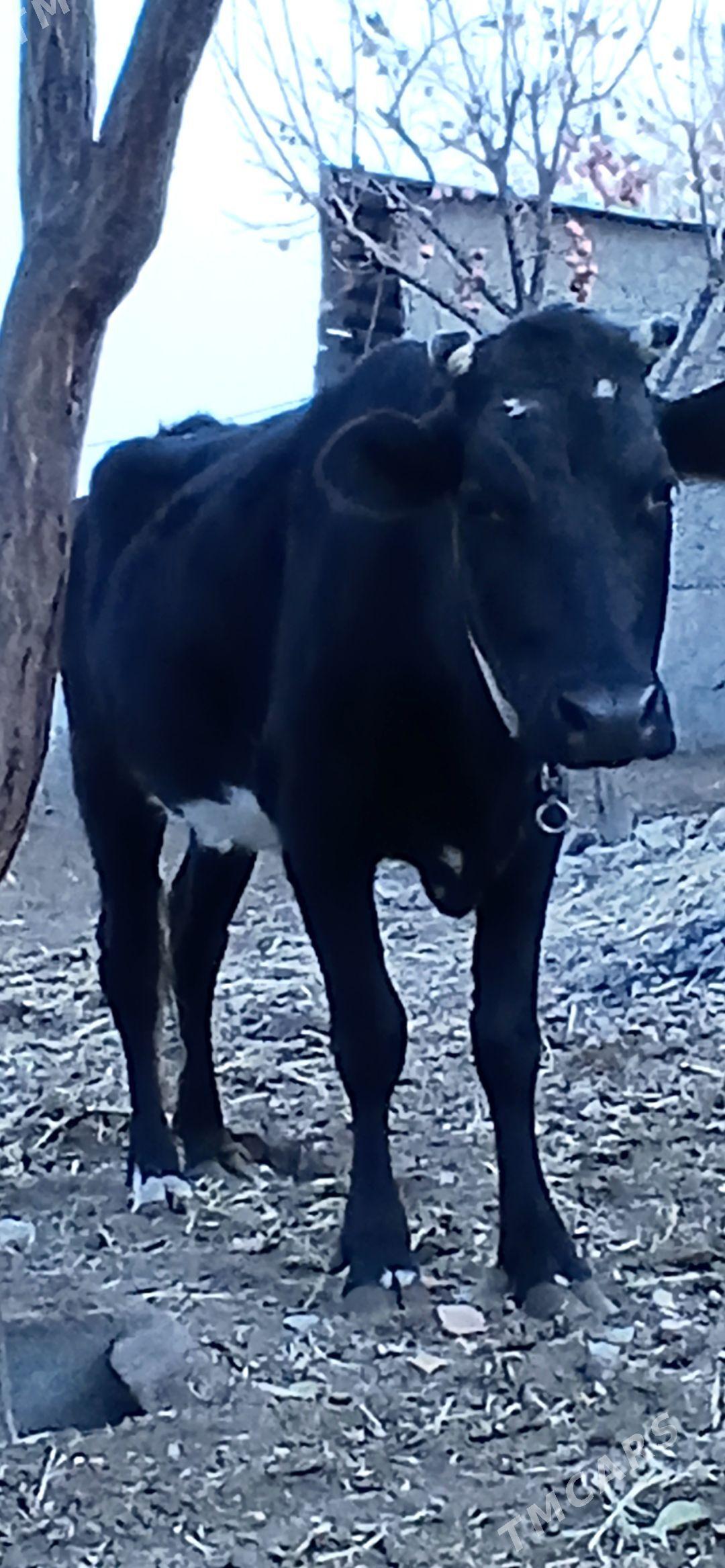 ÇORNY PIÝOSTYR SYGYRLAR - Herrikgala - img 6