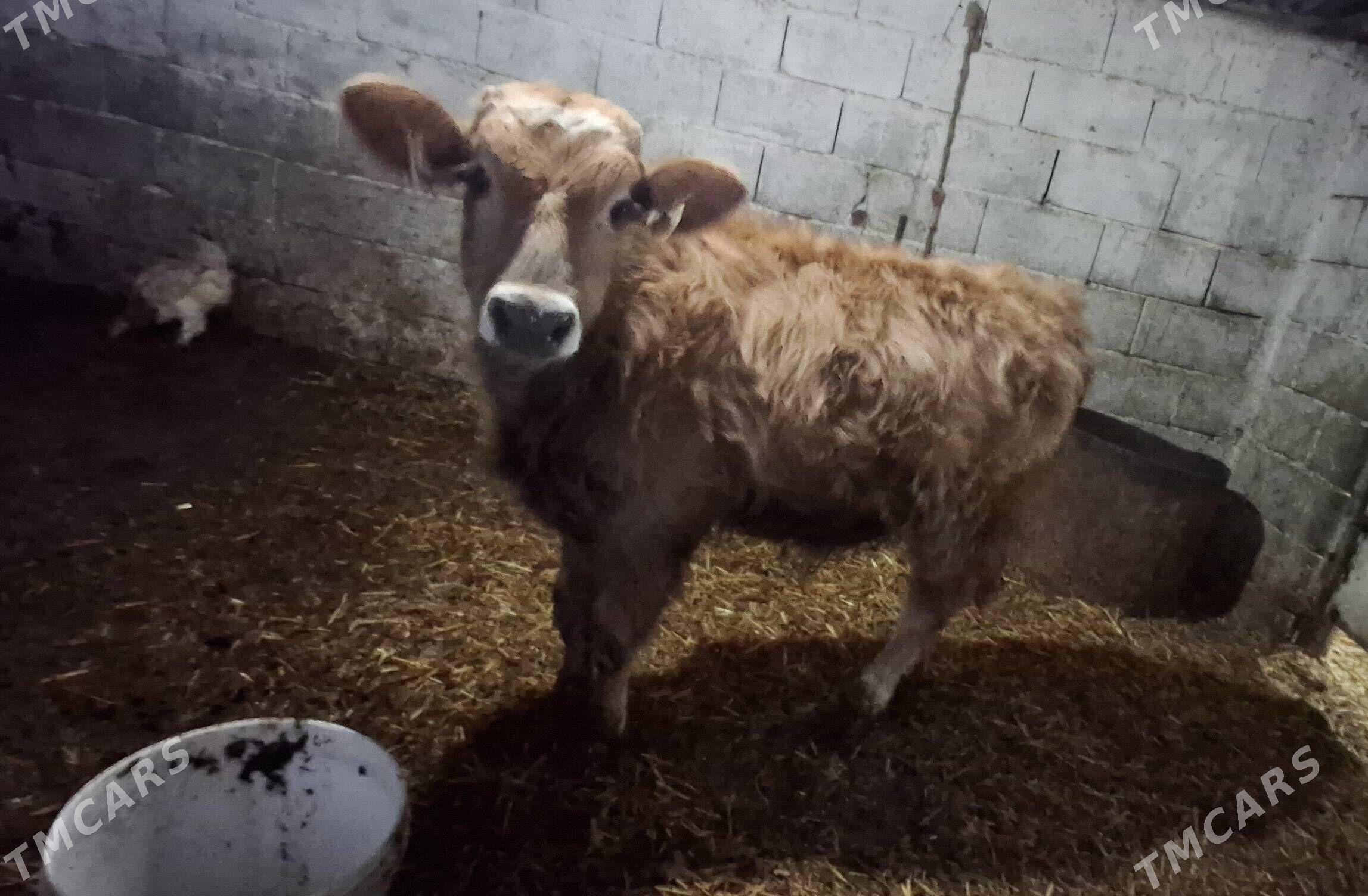 Okuz - Gyzylarbat - img 2