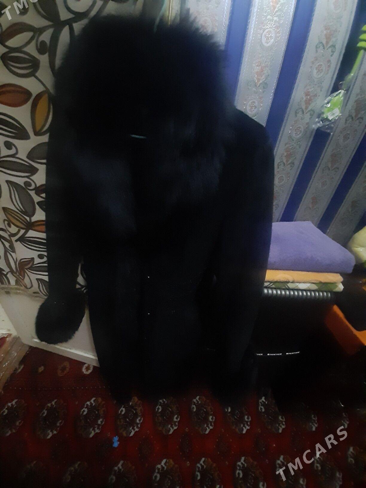 лама  дублёнка - Дашогуз - img 2