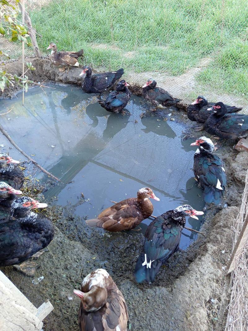 indoutga - Murgap - img 2