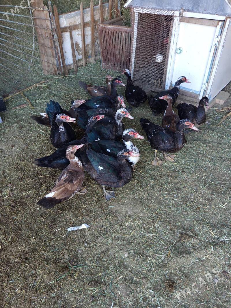 indoutga - Murgap - img 3