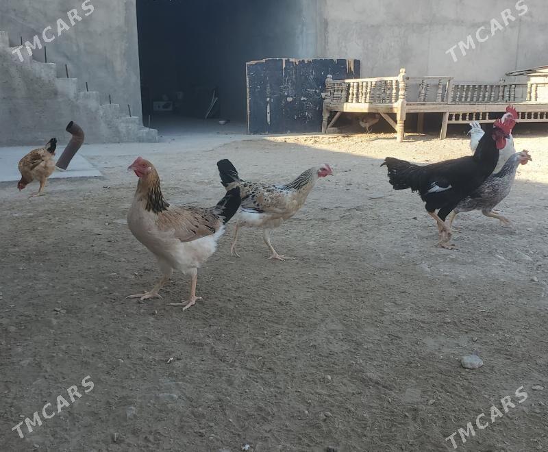 Armiyan towuk - Балканабат - img 2