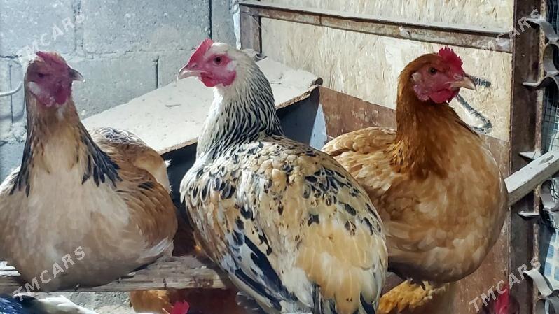 Armiyan towuk - Балканабат - img 3