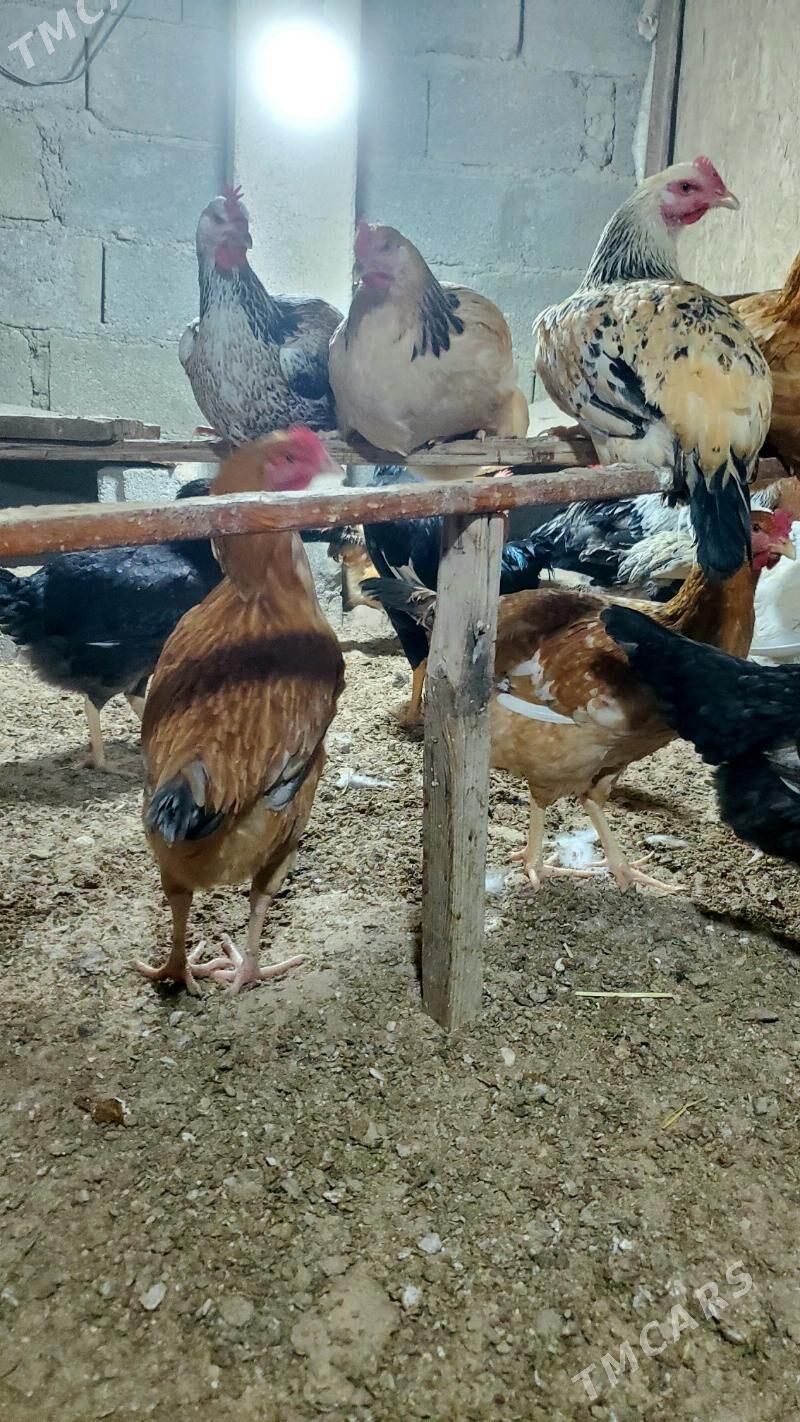 Armiyan towuk - Балканабат - img 5