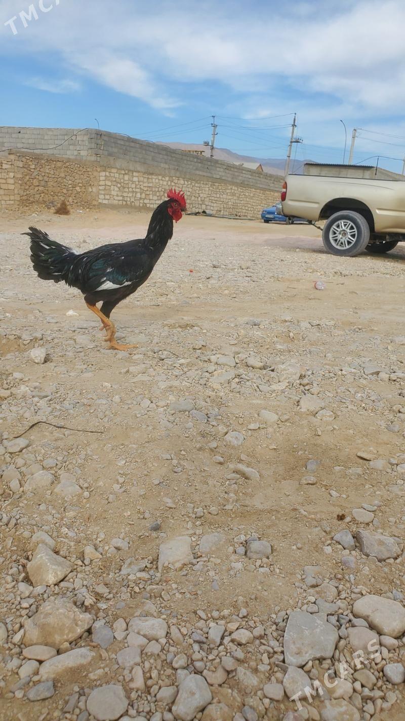 Armiyan towuk - Балканабат - img 7