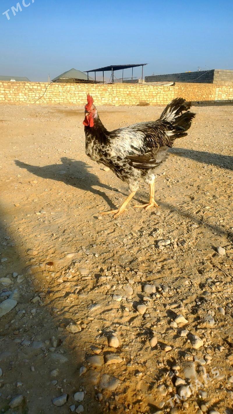 Armiyan towuk - Балканабат - img 9