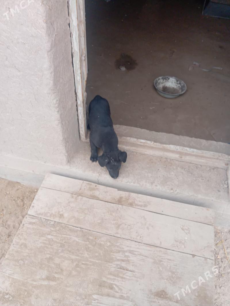 Acarka - Кёнеургенч - img 2