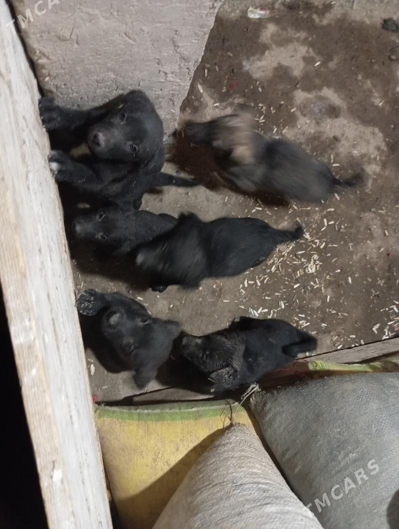 Acarka - Кёнеургенч - img 3