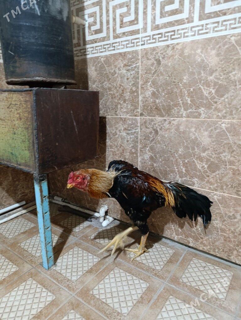 horaz - Туркменабат - img 3