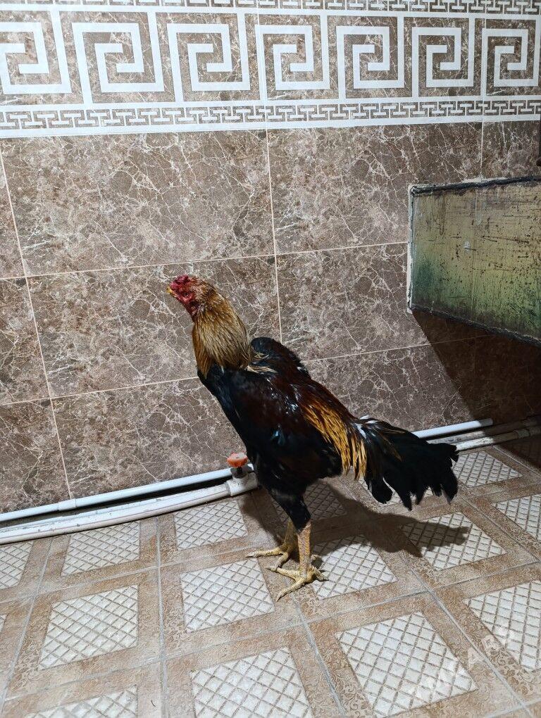 horaz - Туркменабат - img 2