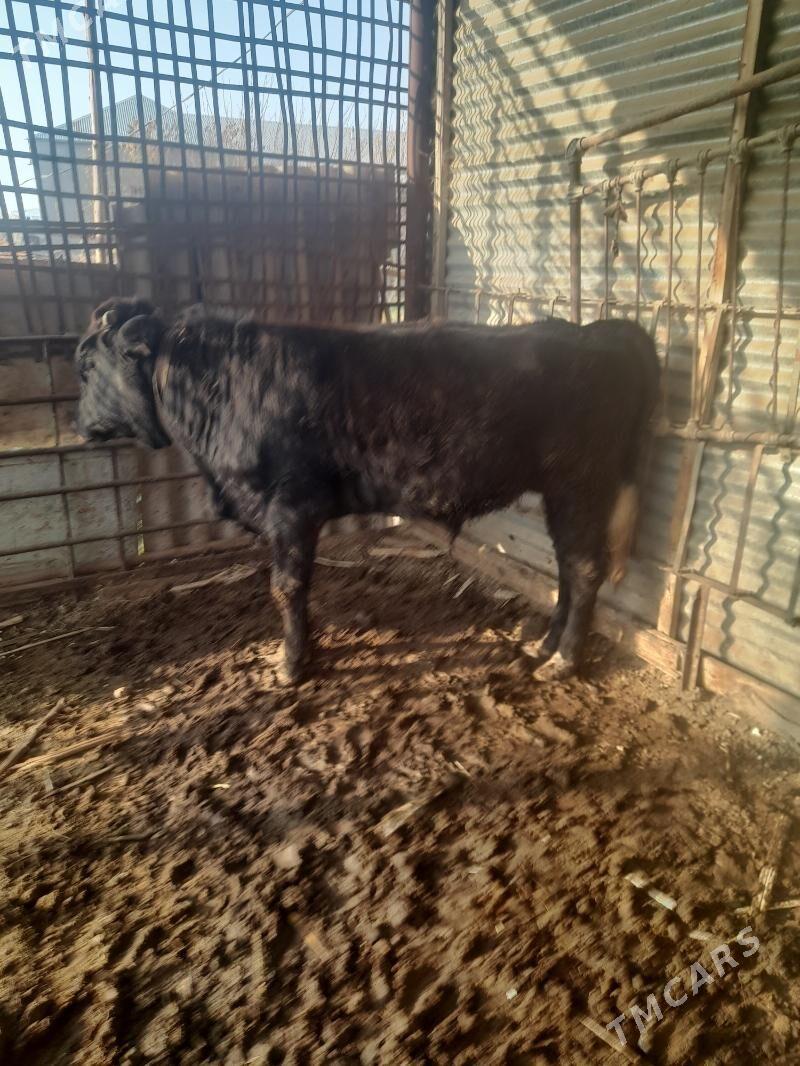 ОКУЗ - Mary - img 6