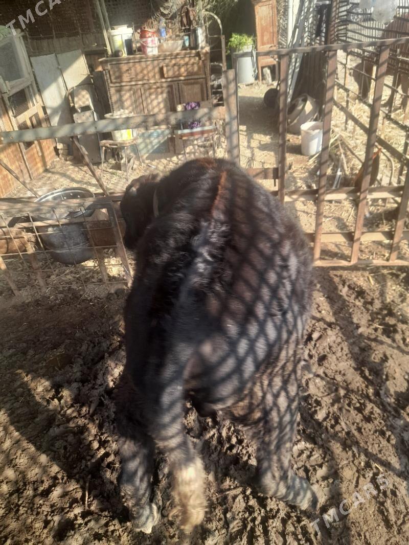 ОКУЗ - Mary - img 3