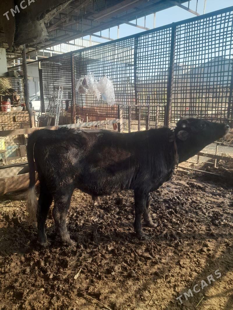 ОКУЗ - Mary - img 9