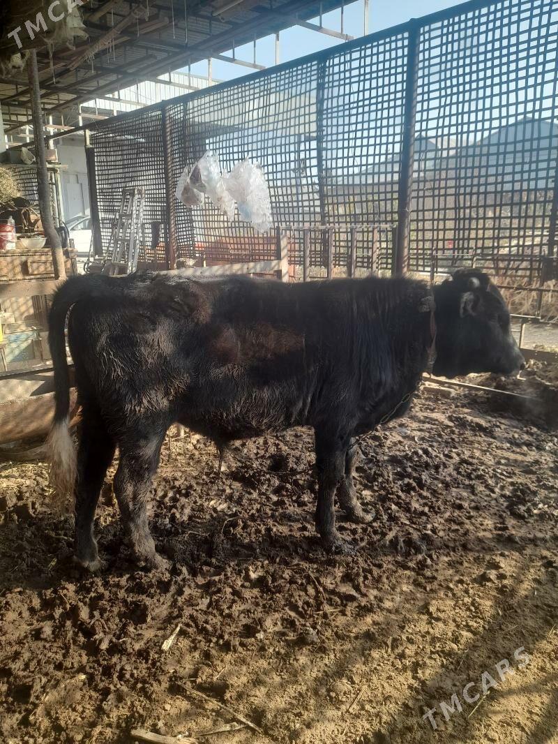 ОКУЗ - Mary - img 2