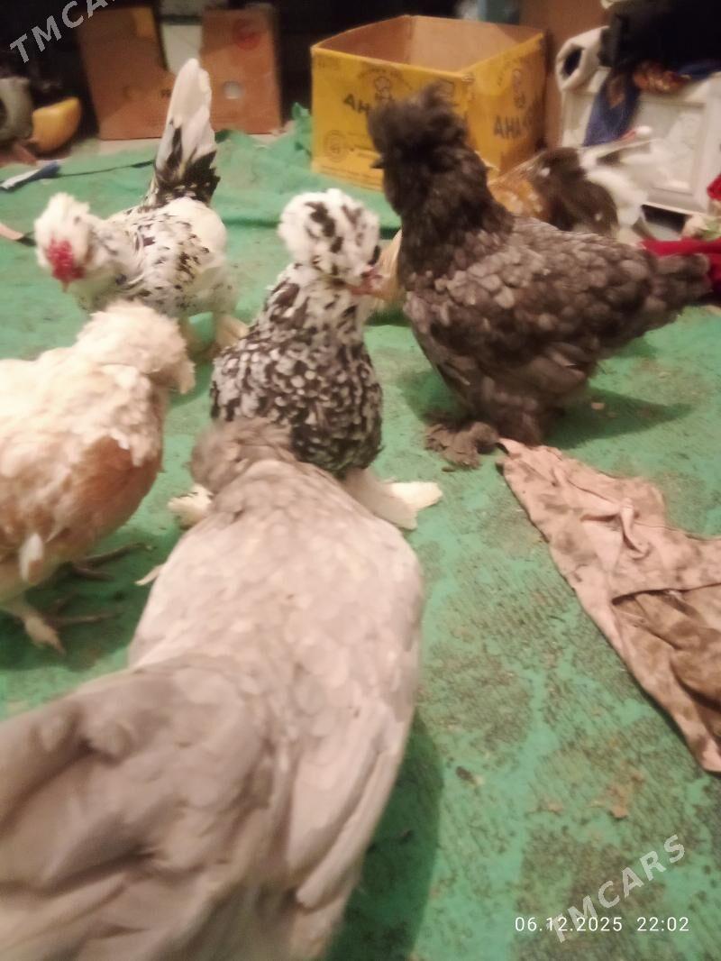 карлик - Туркменабат - img 2