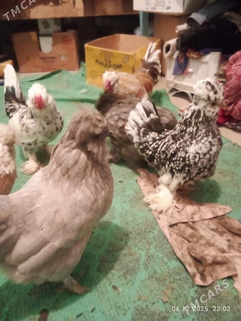 карлик - Туркменабат - img 4