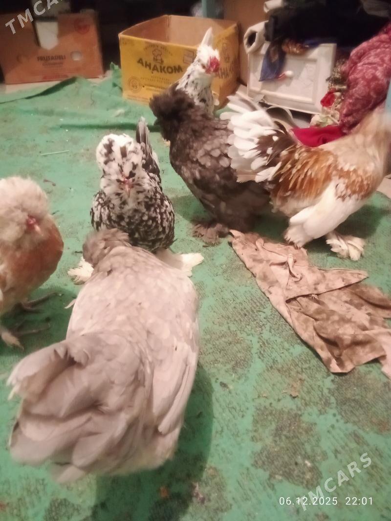 карлик - Туркменабат - img 3