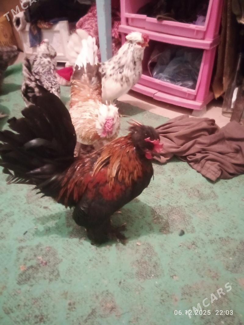 карлик - Туркменабат - img 5