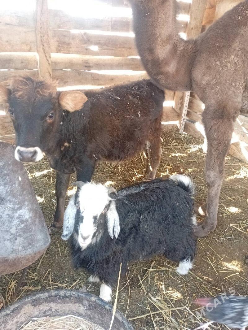 Öküzce - Balkanabat - img 3