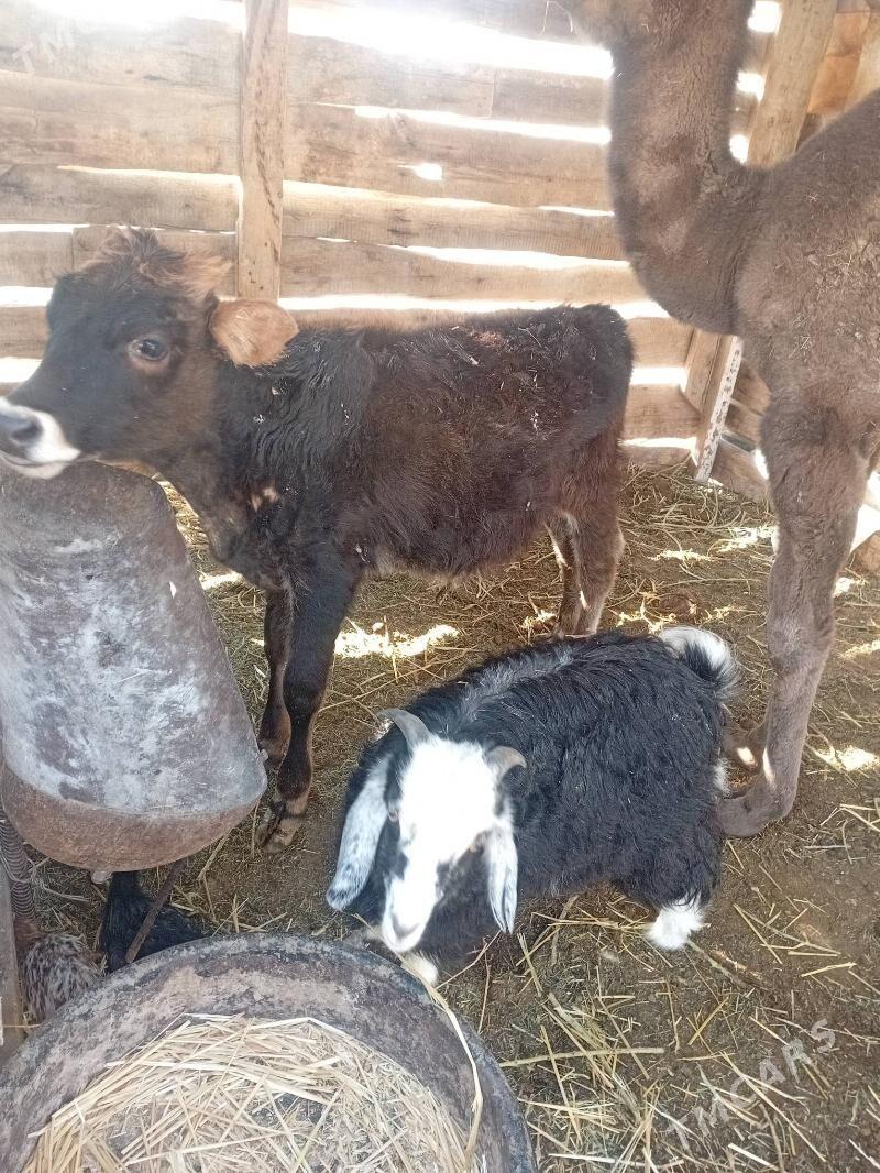 Öküzce - Balkanabat - img 1