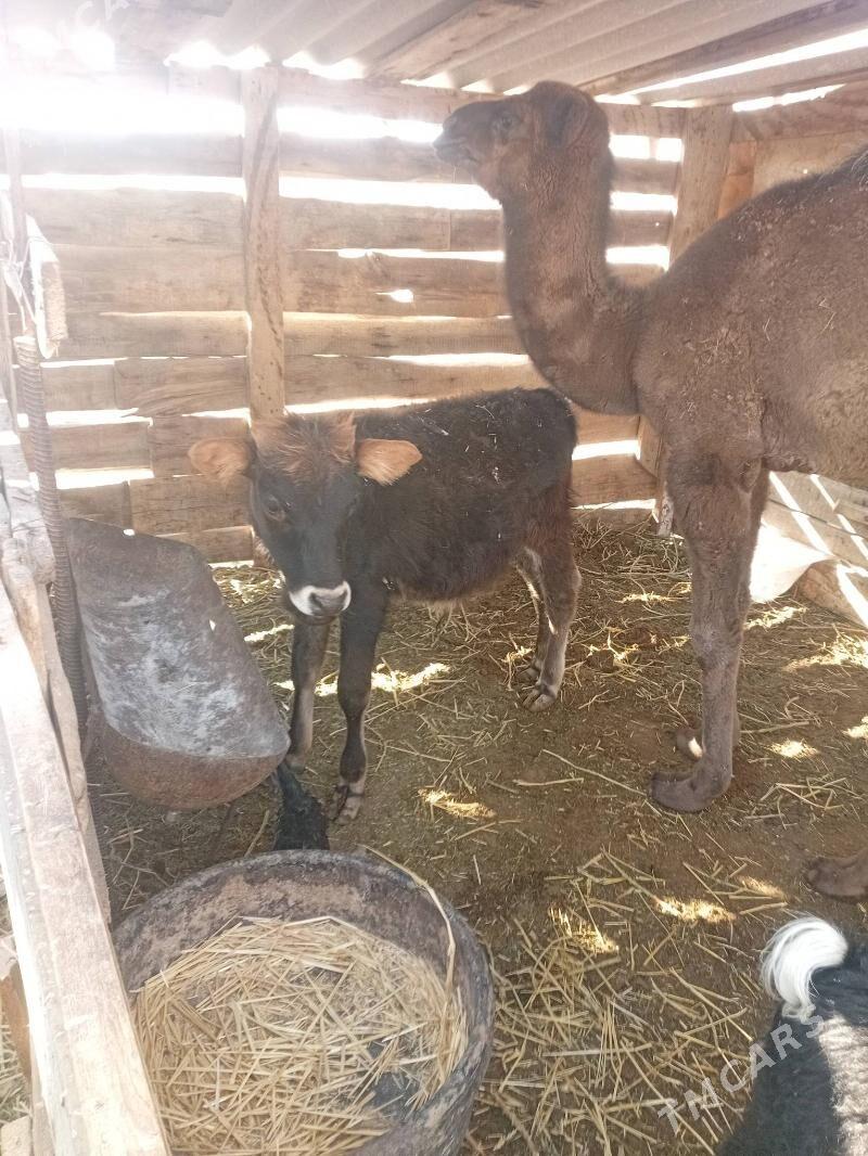 Öküzce - Balkanabat - img 2