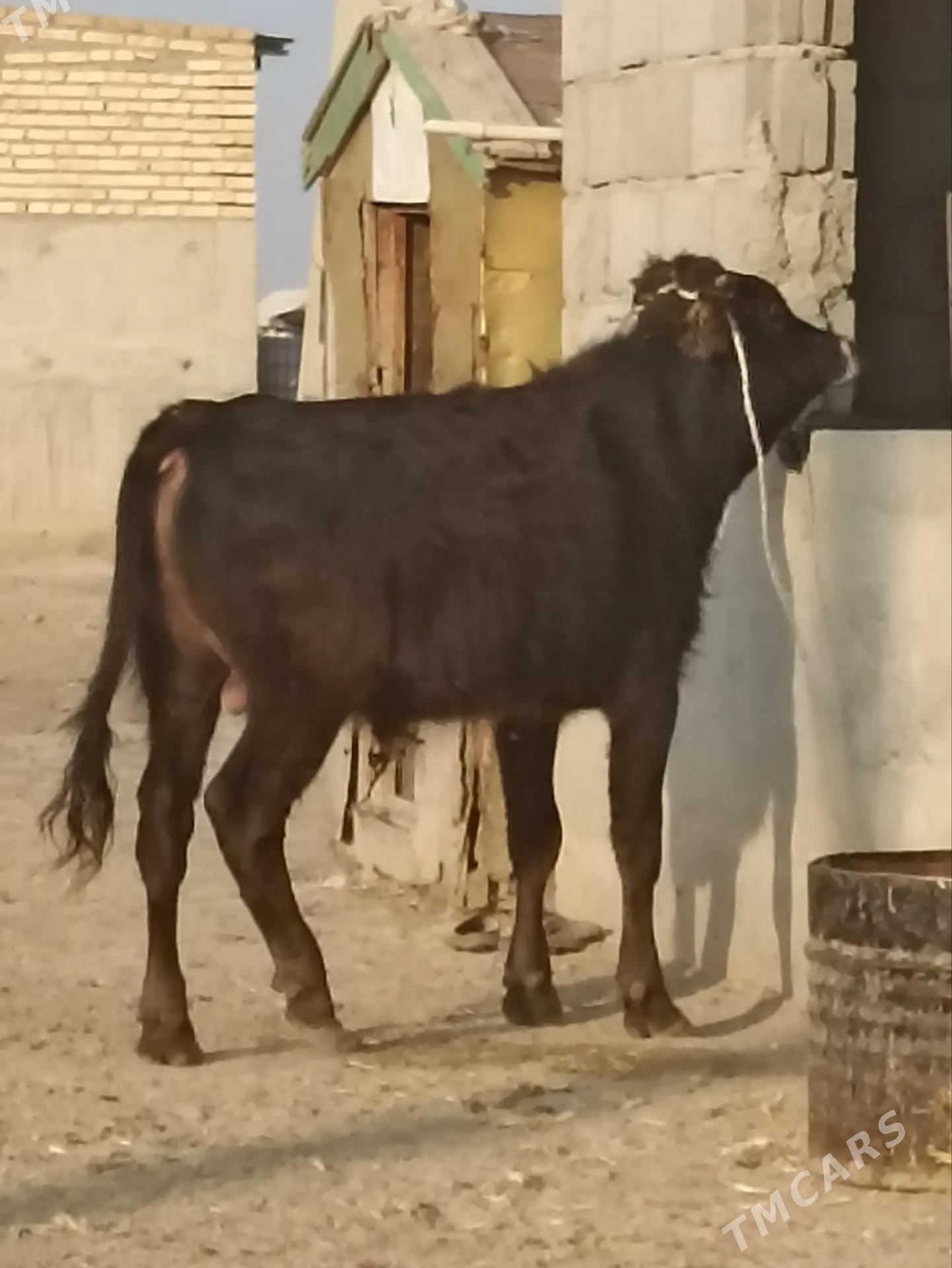 öküz - Bereket - img 1