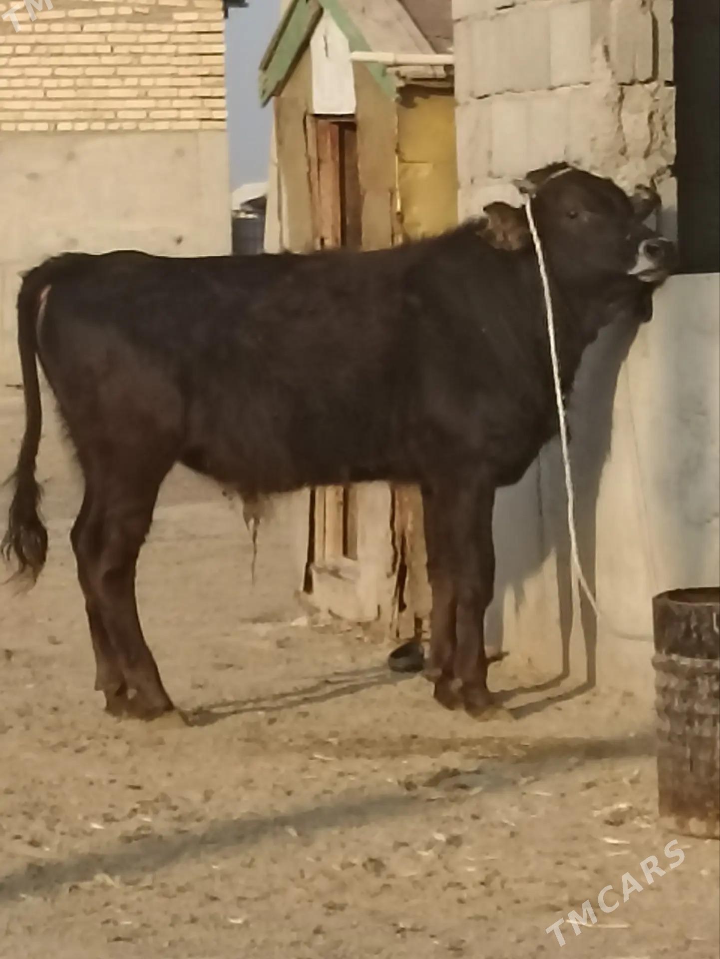 öküz - Bereket - img 2