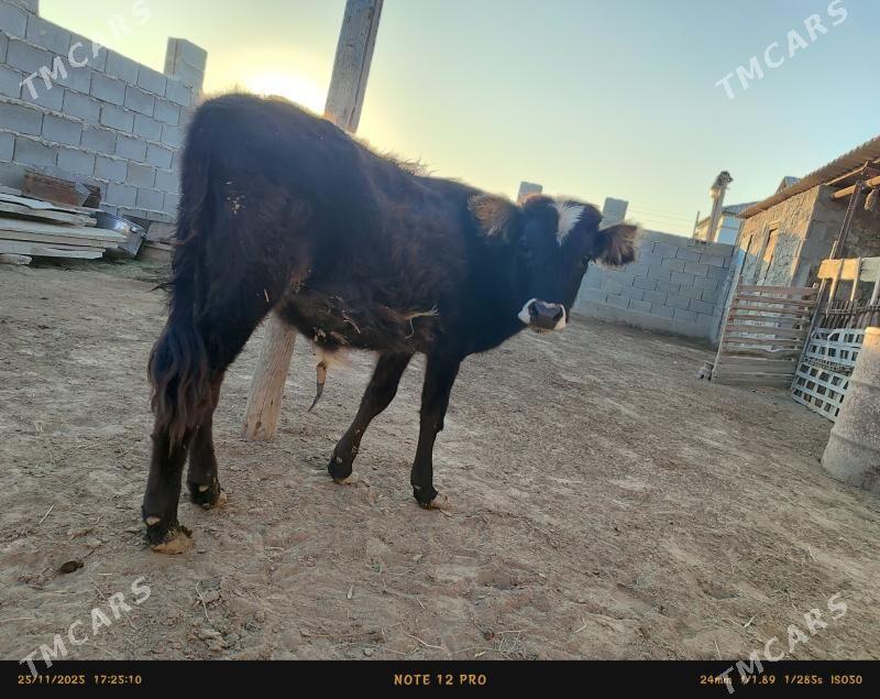 okuz - Esenguly - img 2