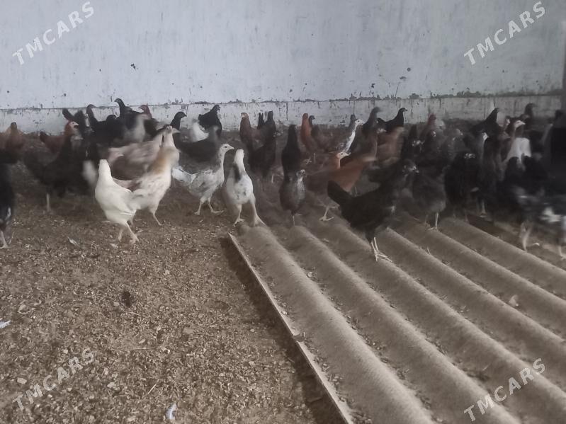 towuk juje - Mary - img 2