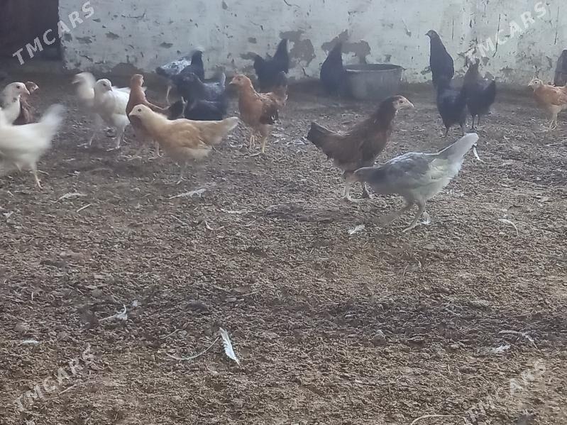 towuk juje - Mary - img 3