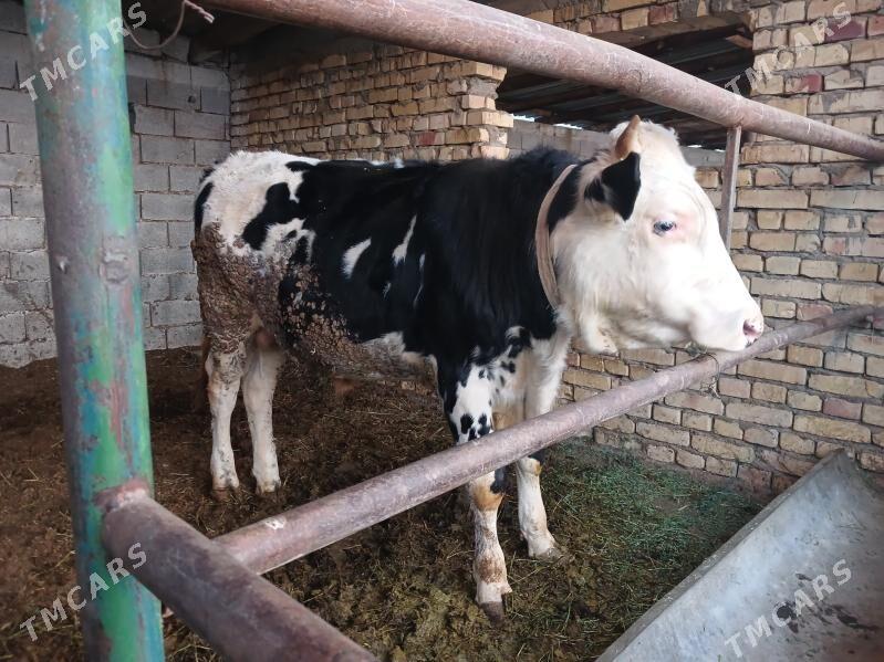 okuz - Гёкдепе - img 2