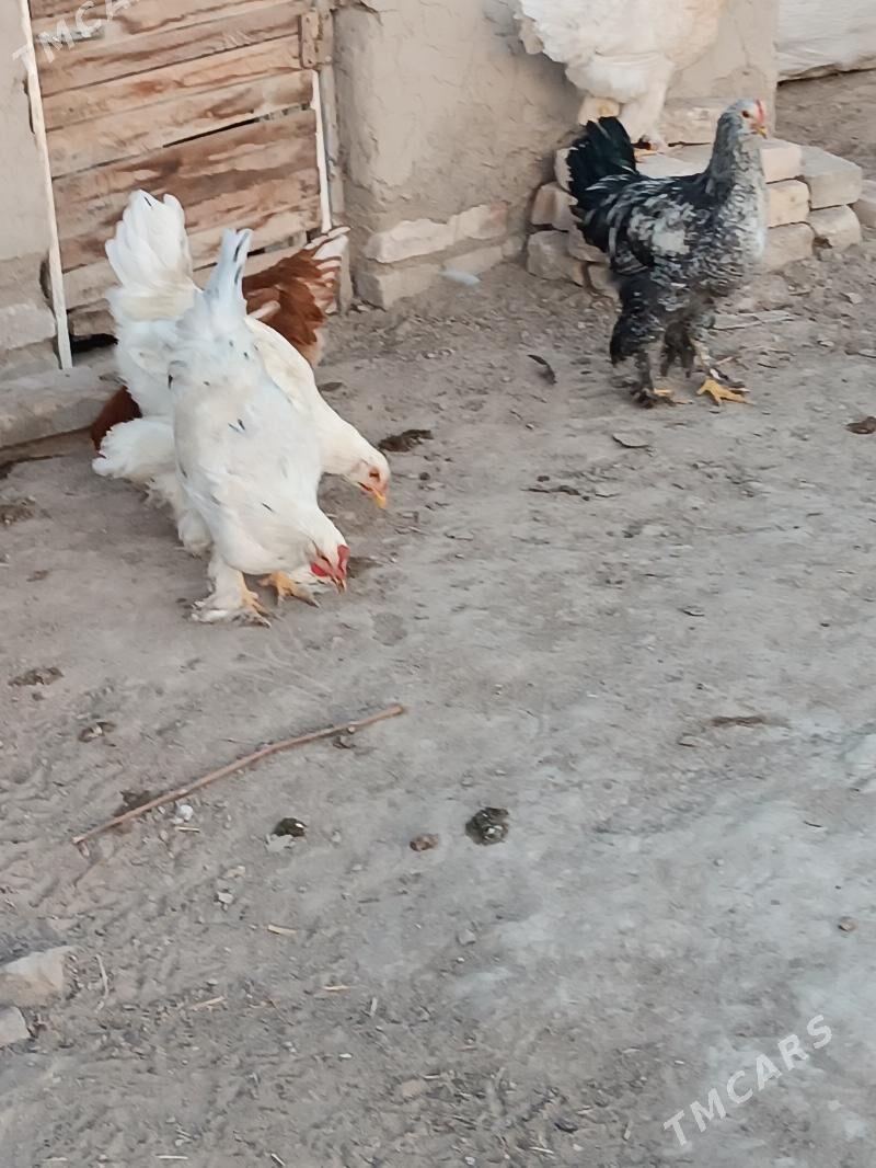 hHoraz - Мары - img 4