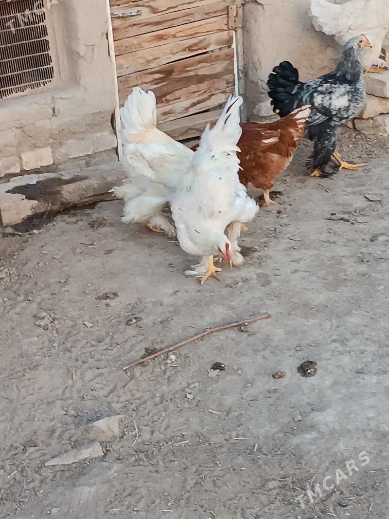 hHoraz - Мары - img 3