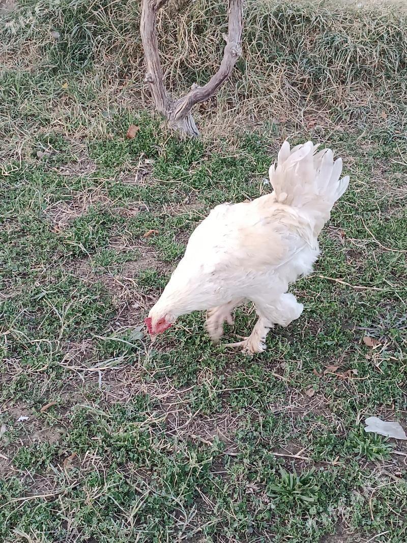 hHoraz - Мары - img 2