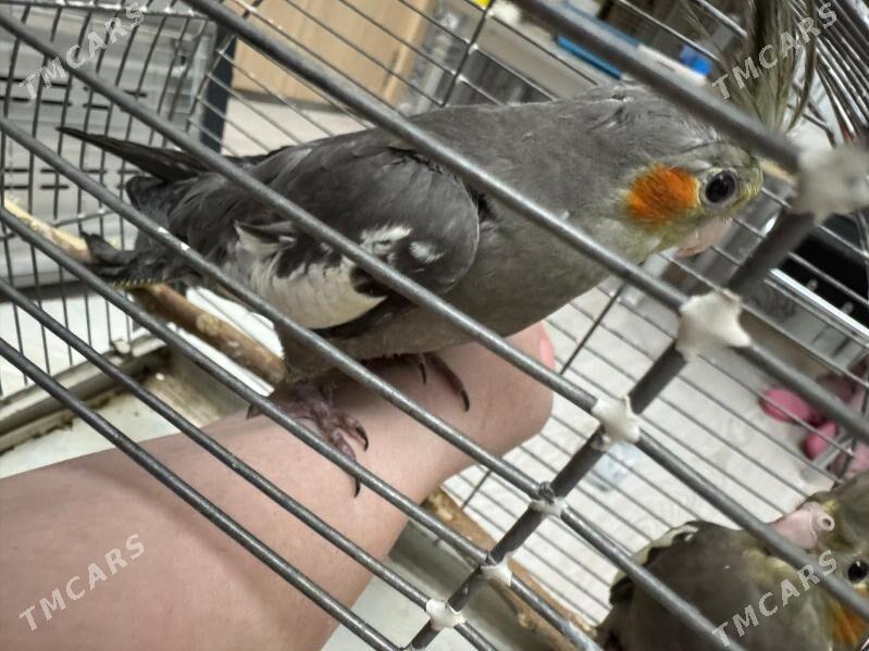 KORELLA. - Бузмеин ГРЭС - img 2