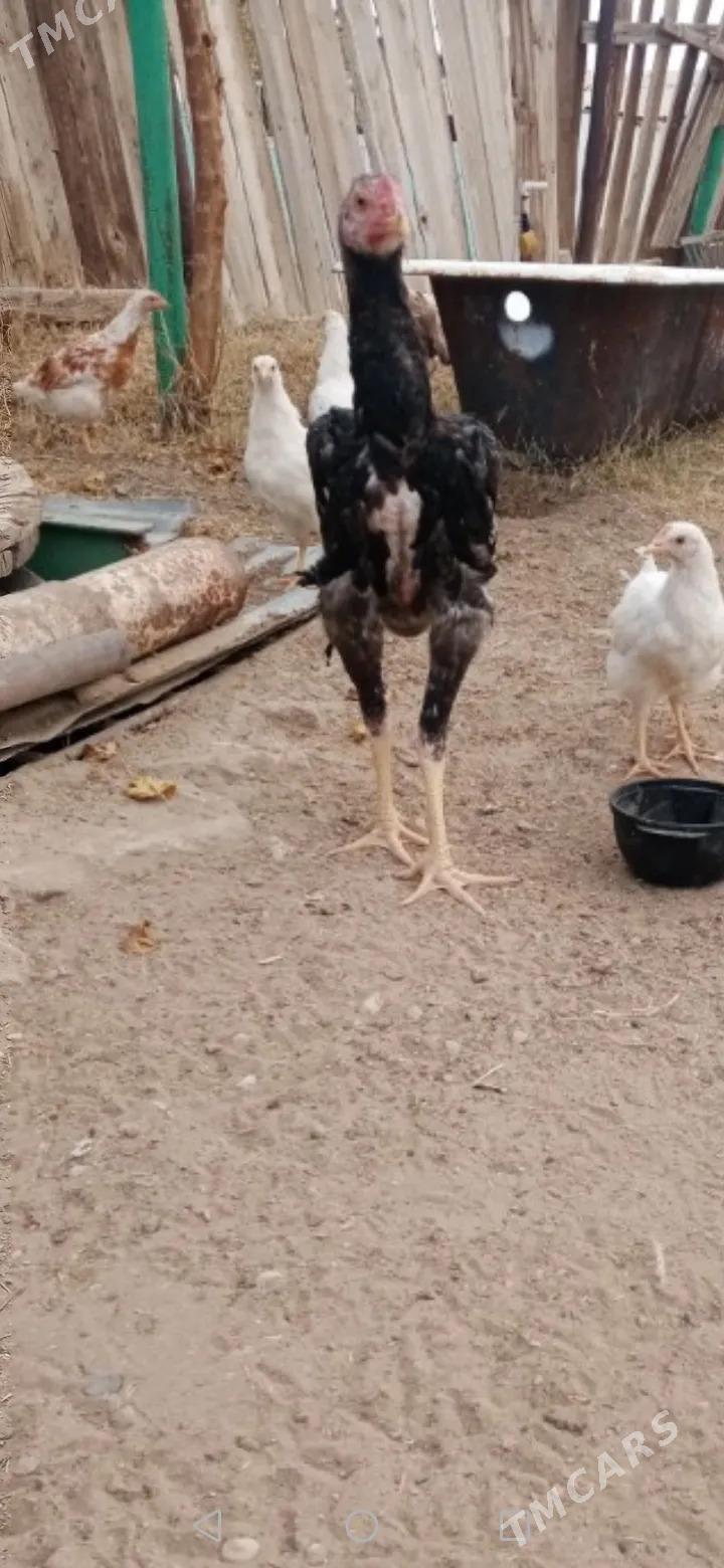 tasgent - Jebel - img 4